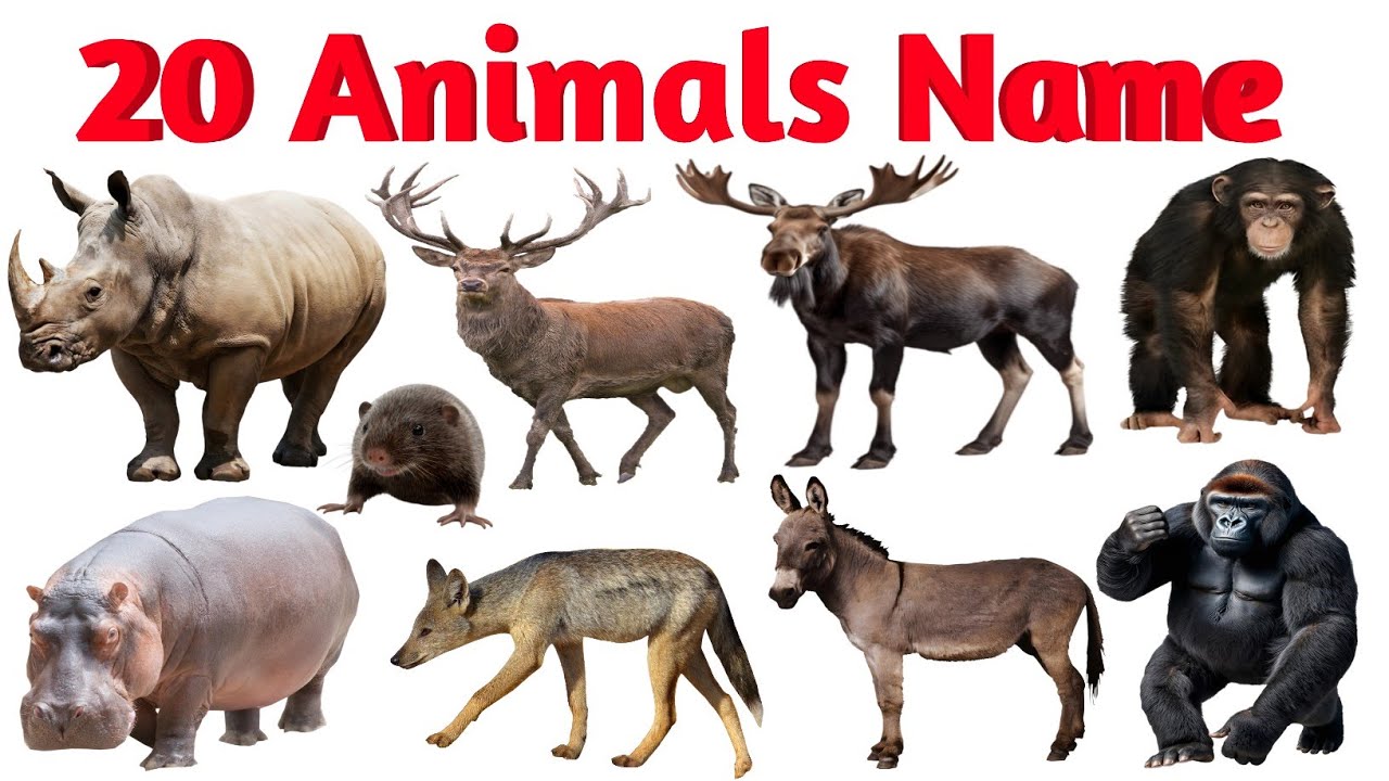 Amazing Wild Animals Name 🦏🐻 | Animal Names in Hindi & English for Kids Video 
