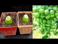 Best way to grow Lemon from lemon fruits | The easiest procedure in the world