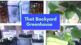 October2021 #GreenhouseUpdate container gardening garden ideas
