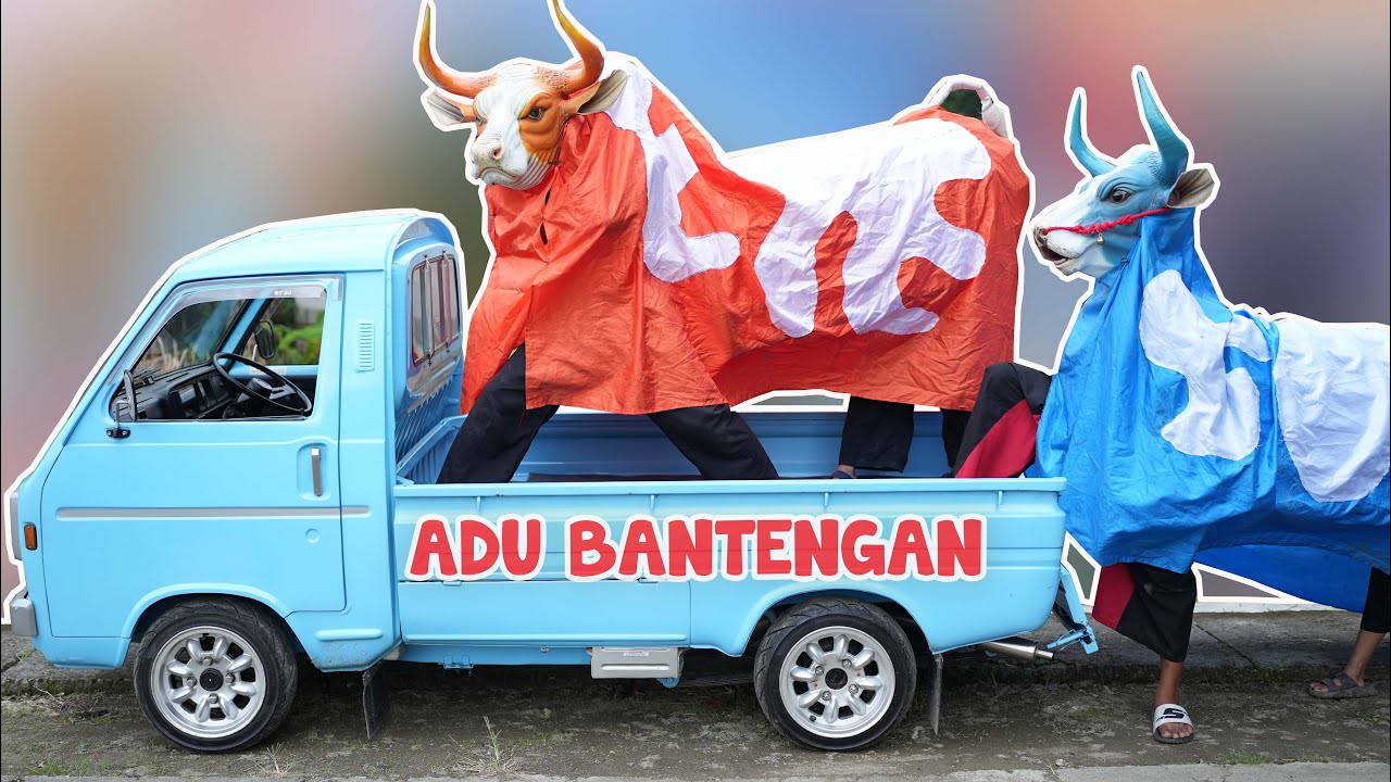 RENDI DAN FIKAR BATLE BANTENG SAPI MBEROT ORANGE VS  BANTENGAN BIRU NAIK TRUNTUNG