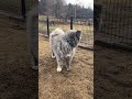 秋田犬長毛カイは大好きアンちゃん呼んでもこないので切ない