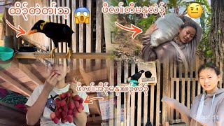 Let talk with clever birds and eat delicious Karen food with pe pe 🐦 @pawlerkarengirl3824