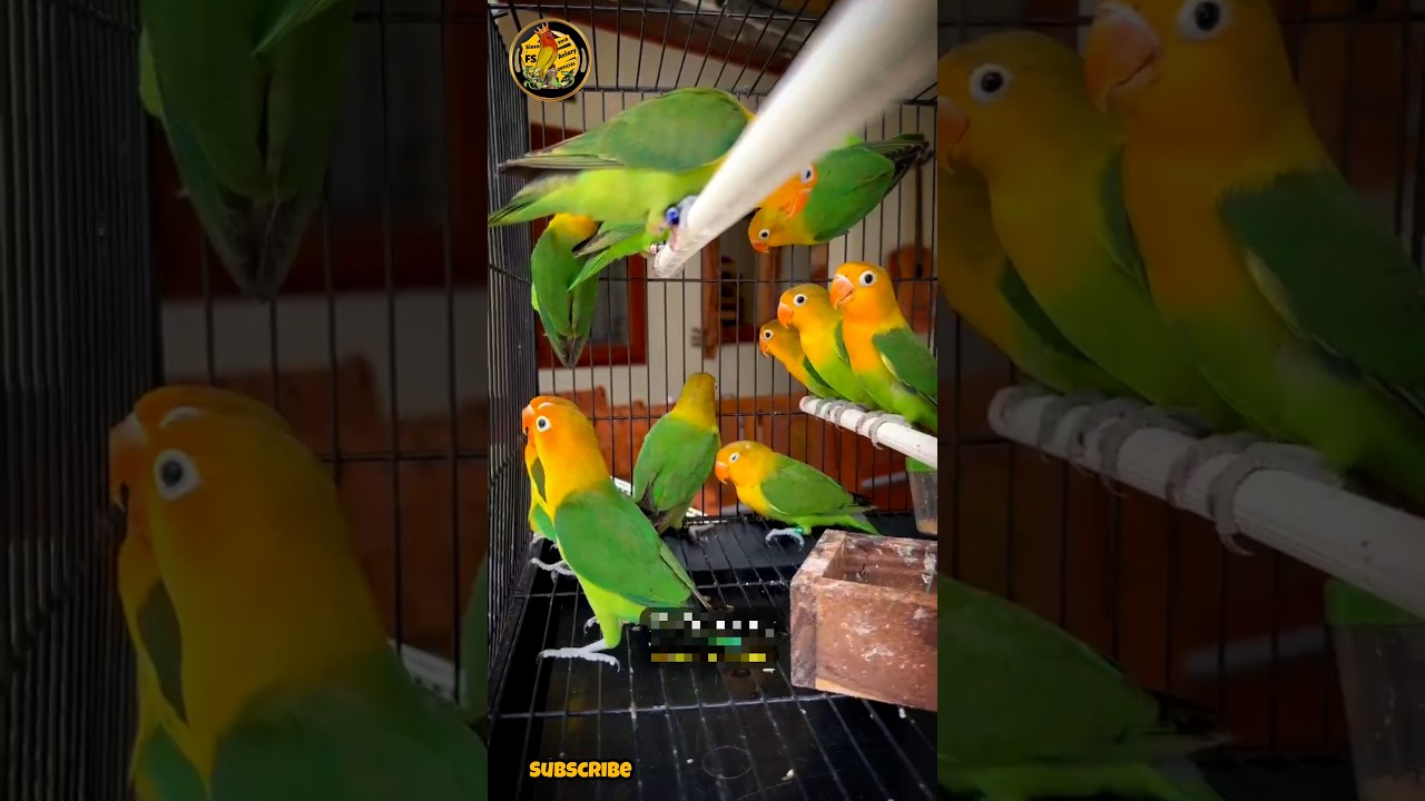 Green Fisheries split Yellow face & split Opaline lovebirds  FS aviary official  #shorts #viralvideo
