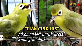 CIAK CIAK JOSS KECIAL KUNING AMPUH||PANCINGAN KECIAL MALAS BUNYI||