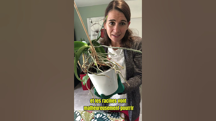 Comment sauver une orchidée qui a les racines noires?