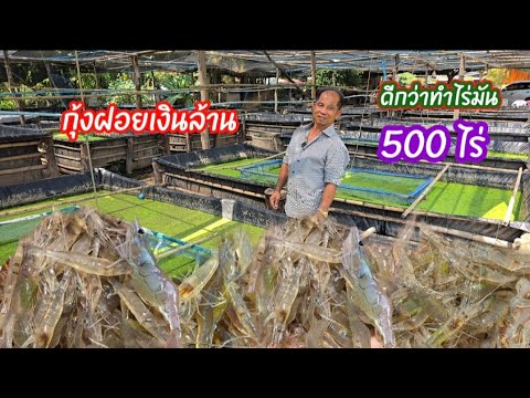 สุดยอดมากฟาร์มกุ้งฝอยพื้นที่น้อย!!ดีกว่าทำไร่มันไร่อ้อย 500ไร่