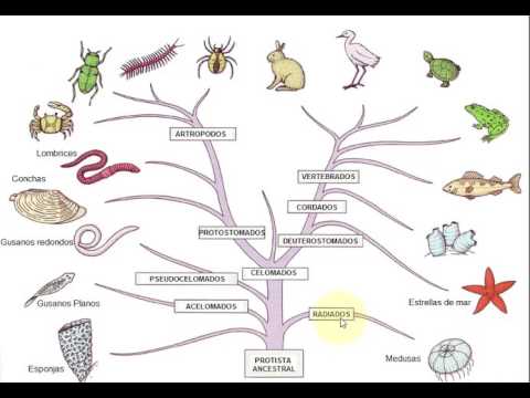 Resultado de imagen de arbolo filogenetico animales