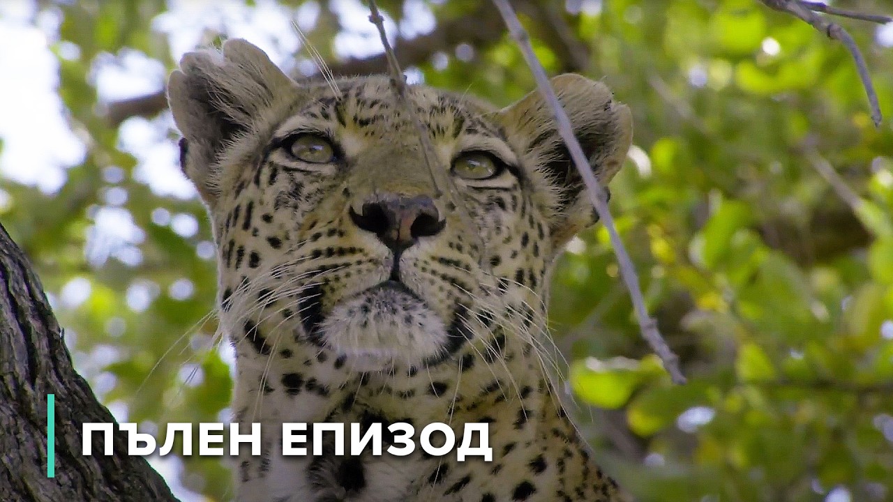 Оцеляване в блатото: Тревопасните животни и ловците на Окаванго | Дивите пейзажи на Африка 103