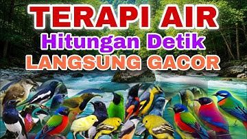 KLIK SAJA HITUNGAN DETIK BURUNG MACET JADI GACOR, TERAPI AIR UNTUK SEMUA JENIS BURUNG MACET BUNYI