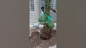يتوفر لدينا نخل عربي مثمر بجميع النواعة 