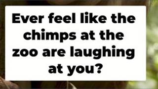 Scientists say chimp laughter could explain how humans learned to speak