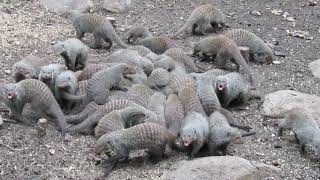 Mongoose mania in the garden in Marloth Park, South Africa on February 5, 2021