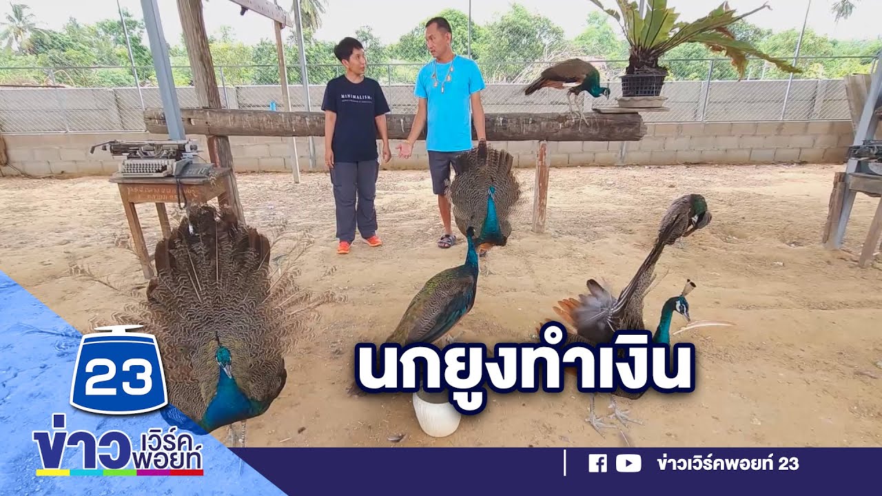 อดีต ตร.เพาะพันธุ์นกยูงสร้างรายได้ l ตลาดข่าว - ข่าวเช้าเวิร์คพอยท์ l 11 มิ.ย.66