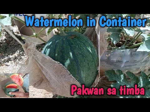 Video: Container Watermelons: Paano Magtanim ng Pakwan Sa Mga Container