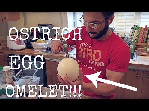 Video: Ostrich Egg - Omelet, Cooking, Benefits