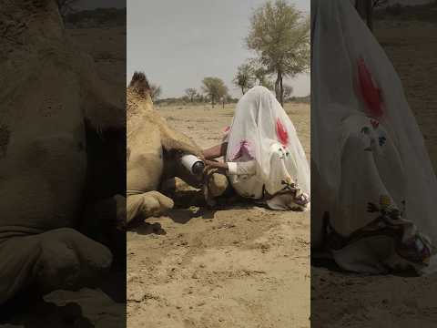 لقطة غريبة امرأة بدوية تستخدم إناء خلف الجمل لتبريده بطريقة غير متوقعة في حر الصحراء