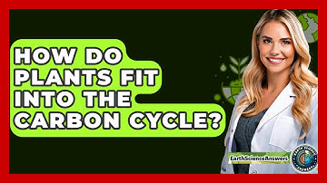 How Do Plants Fit Into The Carbon Cycle? - Earth Science Answers