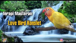 TERAPI MASTERAN LOVEBIRD KONSLET!!!