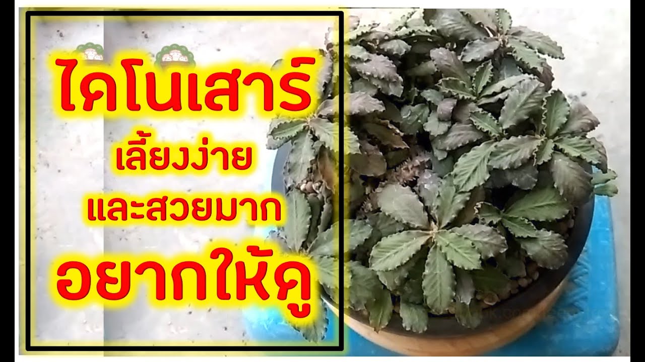 ยูโฟเบียไดโนเสาร์ เลี้ยงง่ายและสวยมาก อยากให้ดู | [ต้นไม้น้อย]