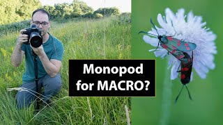 How to Use a MONOPOD FOR Macro & Insect Photography (With a Canon 100mm f2.8 Macro Lens)