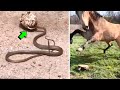 ATAQUES DE LA TORTUGA / Tortuga vs Serpiente, Pato, Elefante, León