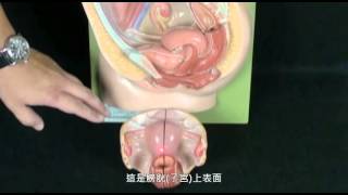 女性生殖系統