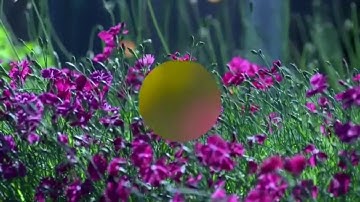 القارئ نايف سويلم العنزي