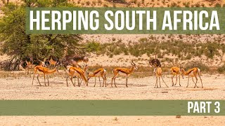 Herping South Africa Part 3 - Kgalagadi Transfrontier Park