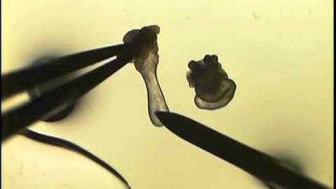 Collection of Oocytes into a drop of CARD MEDIUM