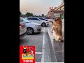 😱😱😱EL PERRO MAS INTELIGENTE DEL MUNDO😱😱
