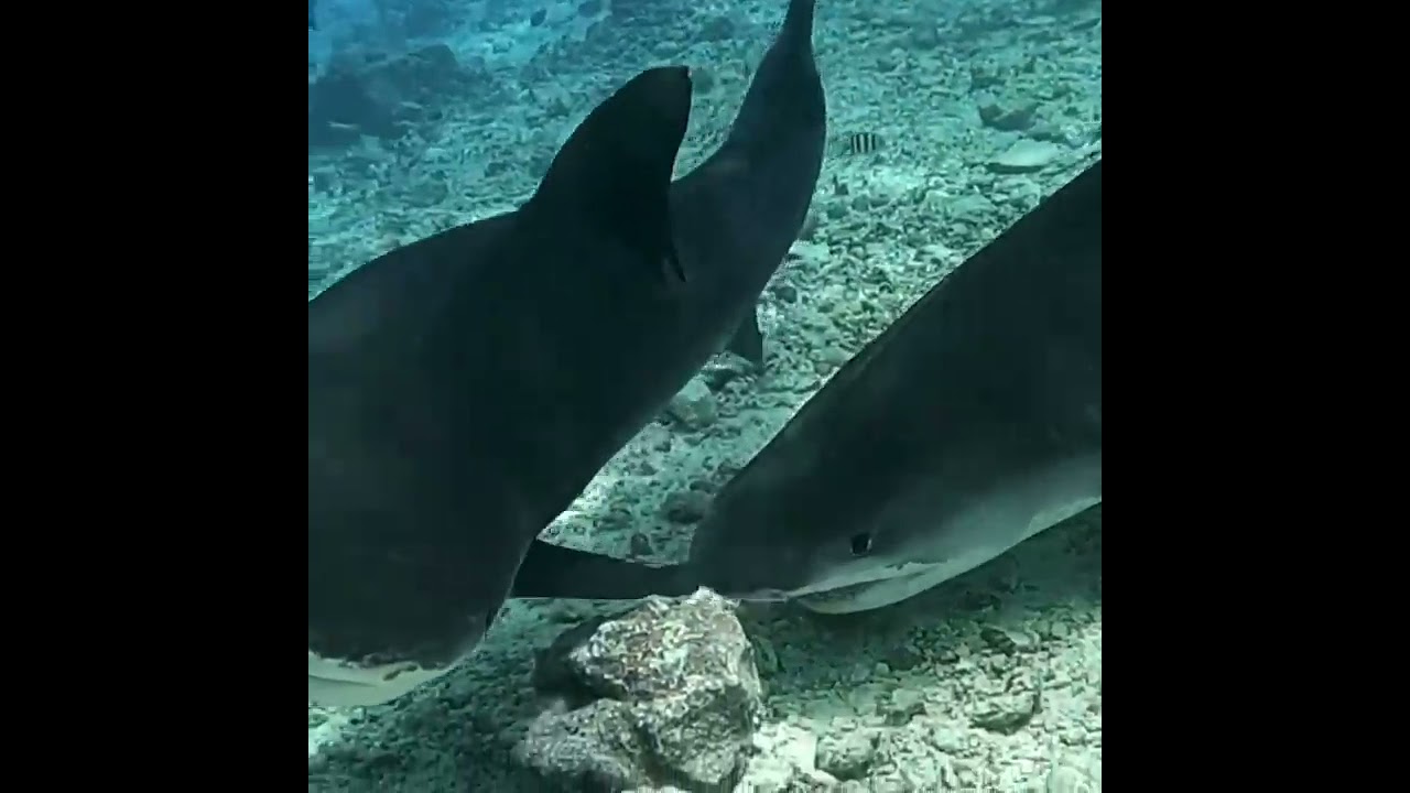 How shark revelation in the sea