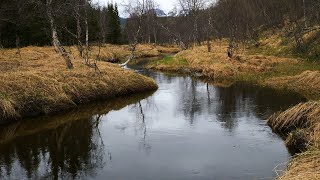 Spring forest with a calm river flowing and birds singing