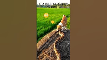 "⏳ Wait… Did This Dog Just Attack a Python? 🐶🐍 You Won’t Believe This!"#ytshorts #animals #reels