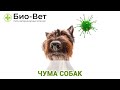 Чума собак. Ветеринарная клиника Био-Вет.