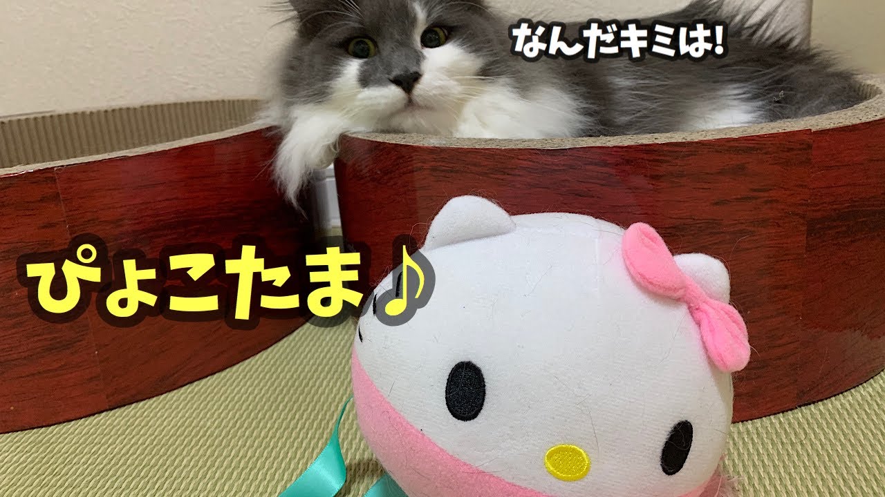ぴょこたま で遊ぶ猫 Youtube