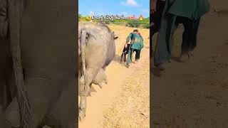 మందలో డెలివరీ అయిన గేదెను చూడండి #cow