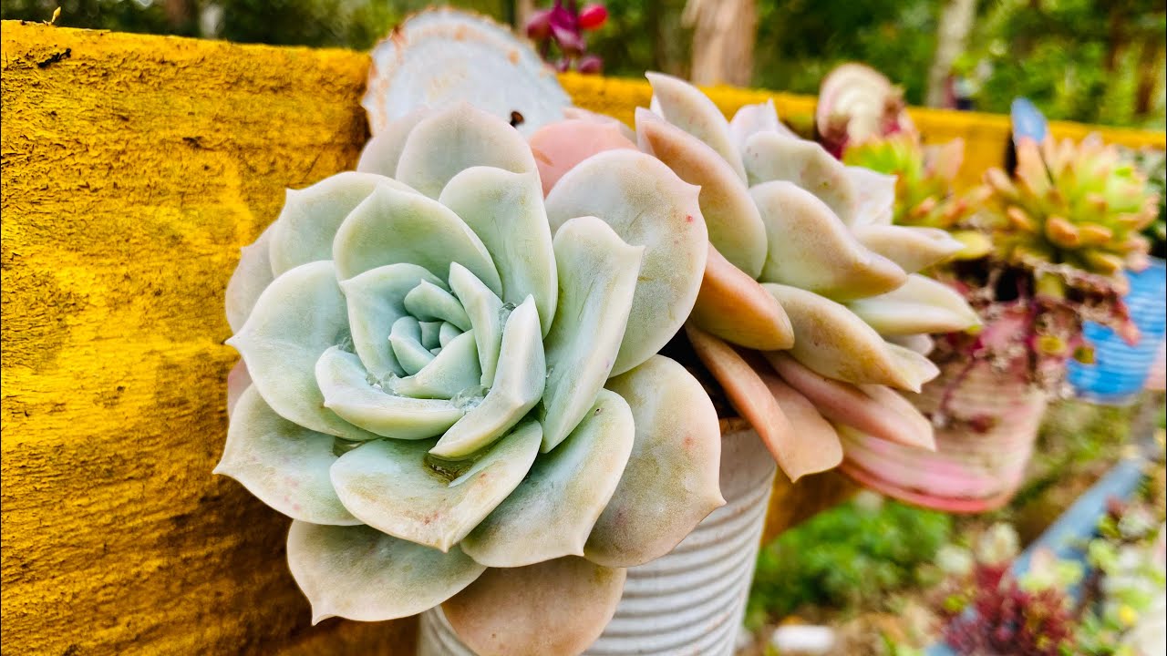 15 SUCULENTAS QUE SUPORTAM SOL DE RACHAR. SUCULENTAS ADAPTADAS AO SOL PLENO