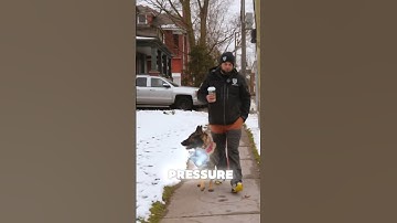 No E Collars in Europe?