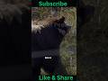 Bear Incredible Facts | Hibernation, Smell Power & Tree Climbing 🌲👃