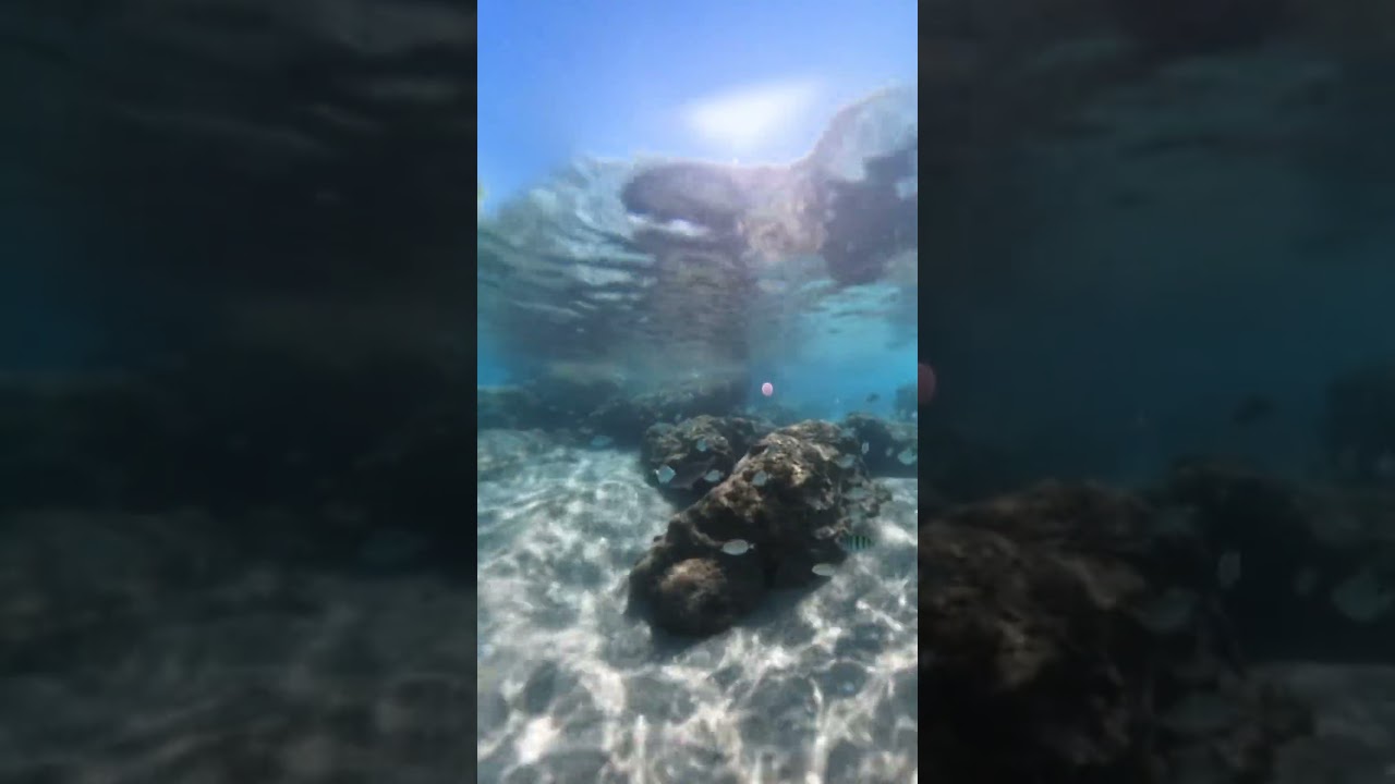 ⁣Snorkeling 🤿 off Peanut Island #insta360