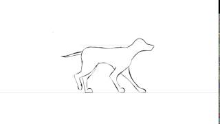 Flash Animation, Animal walk cycle