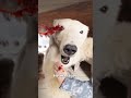 He Raised A Polar Bear To Stay Alive 😮