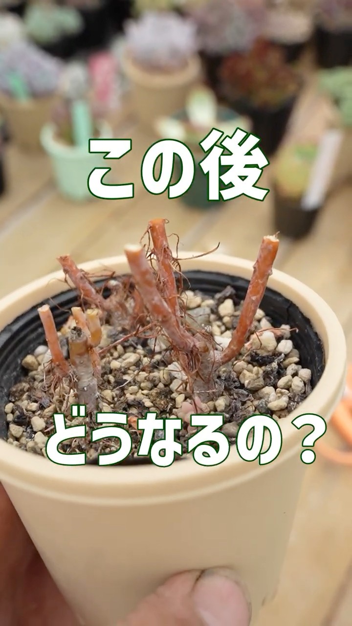 多肉植物 つぶつぶ屋 - YouTube