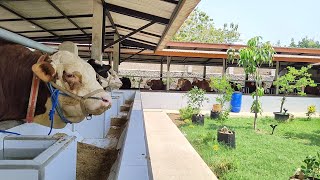 LUXURIOUS AND ELEGANT MODERN COW SHED ‼️FERMENTED FEED & SILAGE