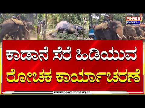 ಕಾಡಾನೆಯನ್ನು ಸೆರೆ ಹಿಡಿಯುವ ರೋಚಕ ಕಾರ್ಯಾಚರಣೆ | hassan| Power Tv News