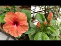 Hibiscus plant के बारे में powerful tips - जमकर flowering होगी