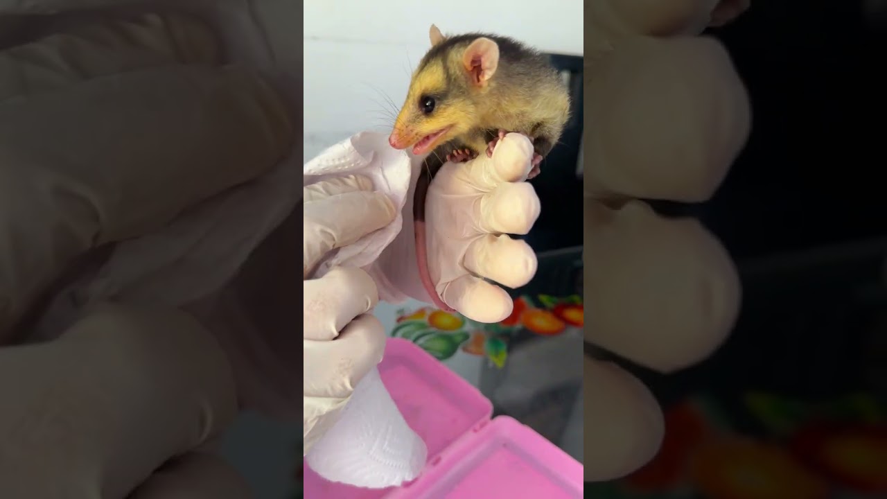 FERNANDITA LA BEBÉ ZARIGUEYA RESCATADA 