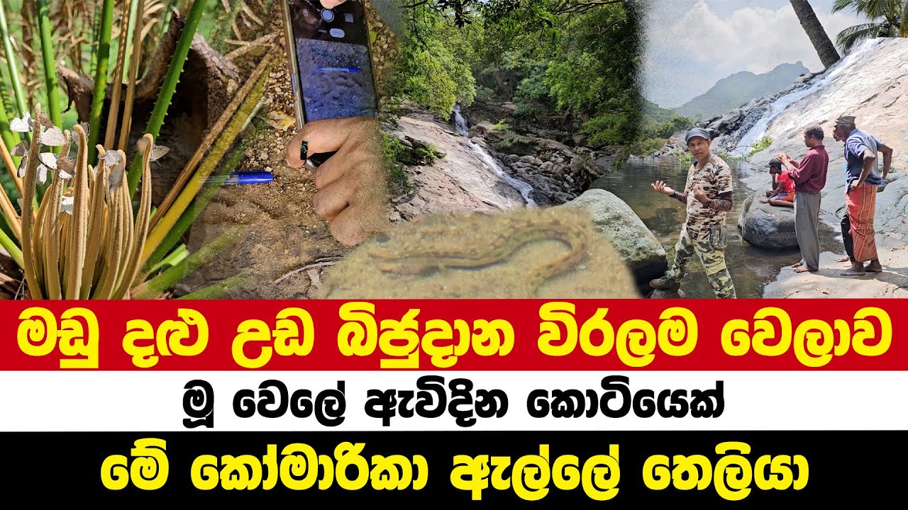 මඩු දළු උඩ බිජුදාන විරලම වෙලාව | මූ වෙලේ ඇවිදින කොටියෙක් | මේ කෝමාරිකා ඇල්ලේ තෙලියා