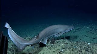NOAA Okeanos Explorer August 25 - Male Sixgill shark!