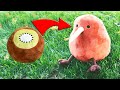 KIWI PLUSH 🥝 KIWI PLUSH 🥝